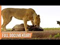 Life in the serengeti  the story of serengetis leopardess queen  full documentary