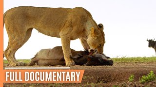 Life in the Serengeti  The Story of Serengeti's Leopardess Queen | Full Documentary