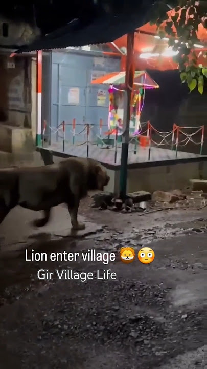 Gir Village Life | Man vs Lion | Human Conflict | Gir Forest | Gir Village | Lion Safari | #leo