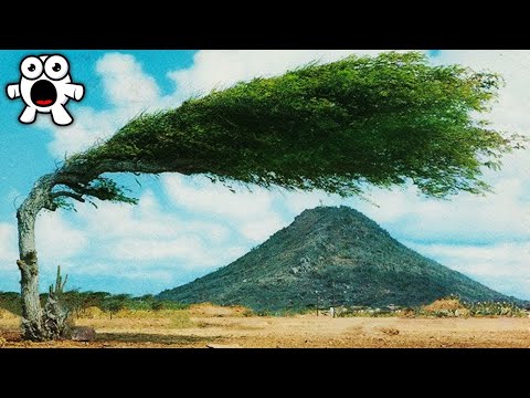 दुनिया में सबसे आश्चर्यजनक पेड़