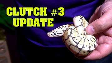 Clutch #3 Update!  Pastel x zebra bee! Killer bee het axanthic!