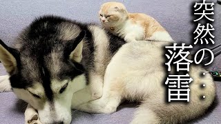 突然の落雷に怖くて子猫と犬がこうなってました...