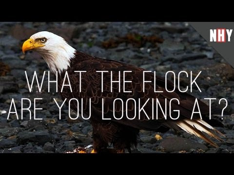NATURE HATES YOU! A Quick Chat Between a Goose and an Eagle
