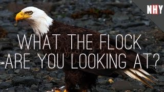 NATURE HATES YOU! A Quick Chat Between a Goose and an Eagle @NatureHates