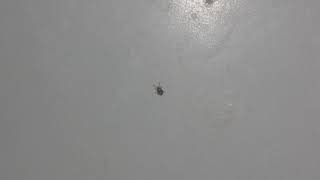 evdeki kucuk bocekler 2 youtube