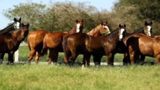 HARAS E RAÇAS - EQUISPORT FERRAGEAMENTO (QUINTA-FEIRA)