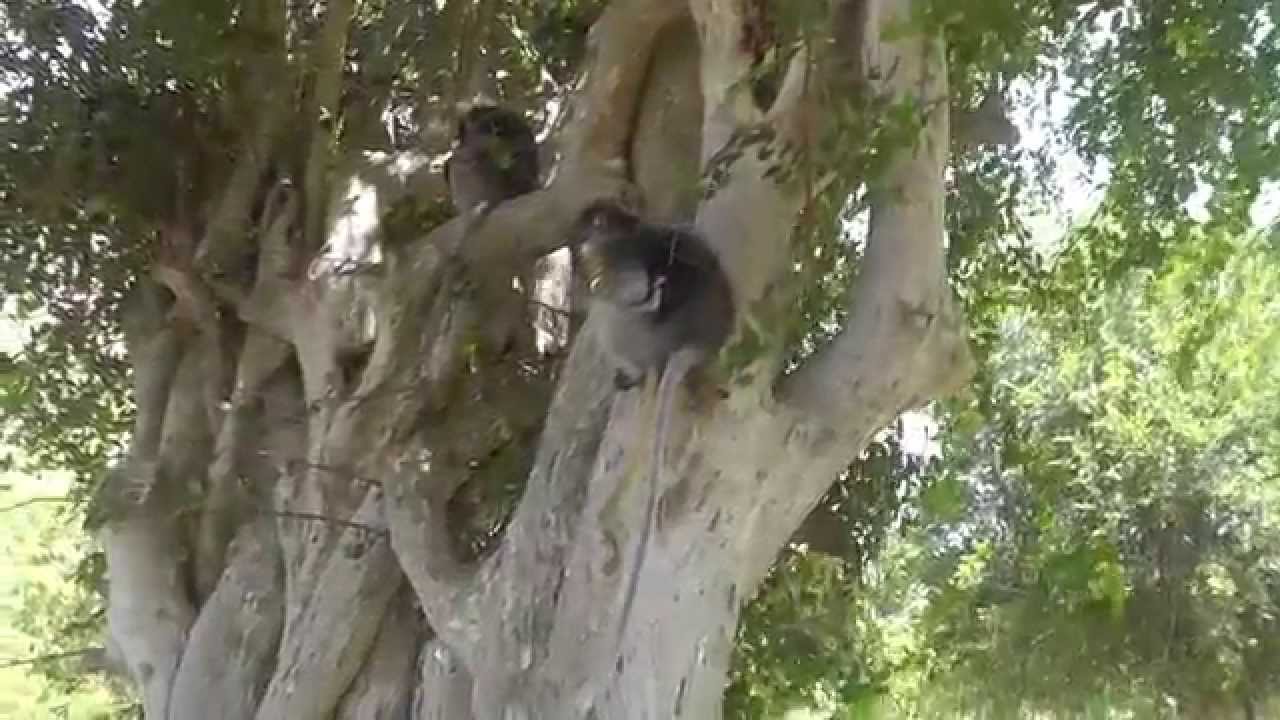 Spectacled Langurs, Trachypithecus obscurus, Khao Lammuak, Prachuap Khiri Khan, Thailand