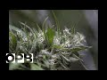 OPB Presents Inside Cannabis Country: Southwest Oregon&#39;s Pot Economy