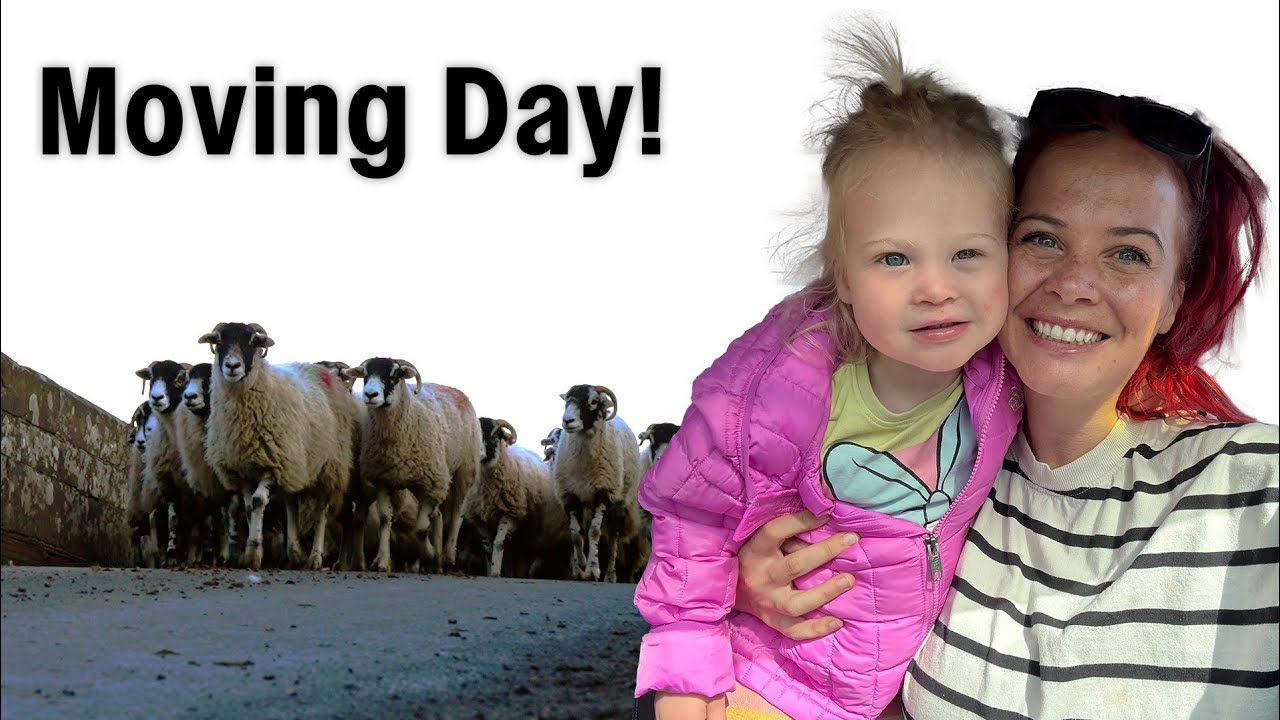 The Great Sheep Move: Helping Our Friend Sell His Sheep