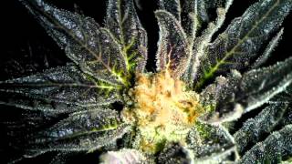 Weed grow guide - when do I harvest ?