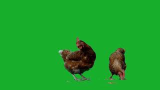 Duck Green Screen Video Green Screen Background Video Free Video Wbsan Shorts1