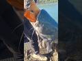 Avventura di Pesca al Siluro sul fiume Rodano in Francia. #Yurigrisendi #siluro #pescare