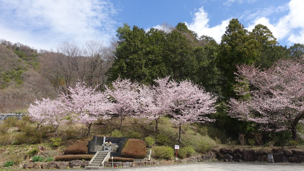 【Full HD】円光院（圓光院）の桜