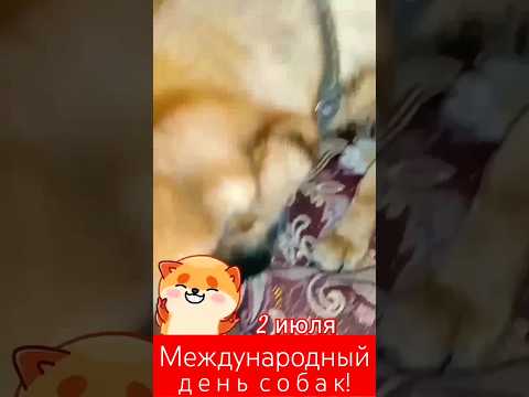 Международный день собак!