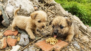 99,99% Unbelievable - You Will Cry When You See These Poor Lost Puppies In The Wilderness