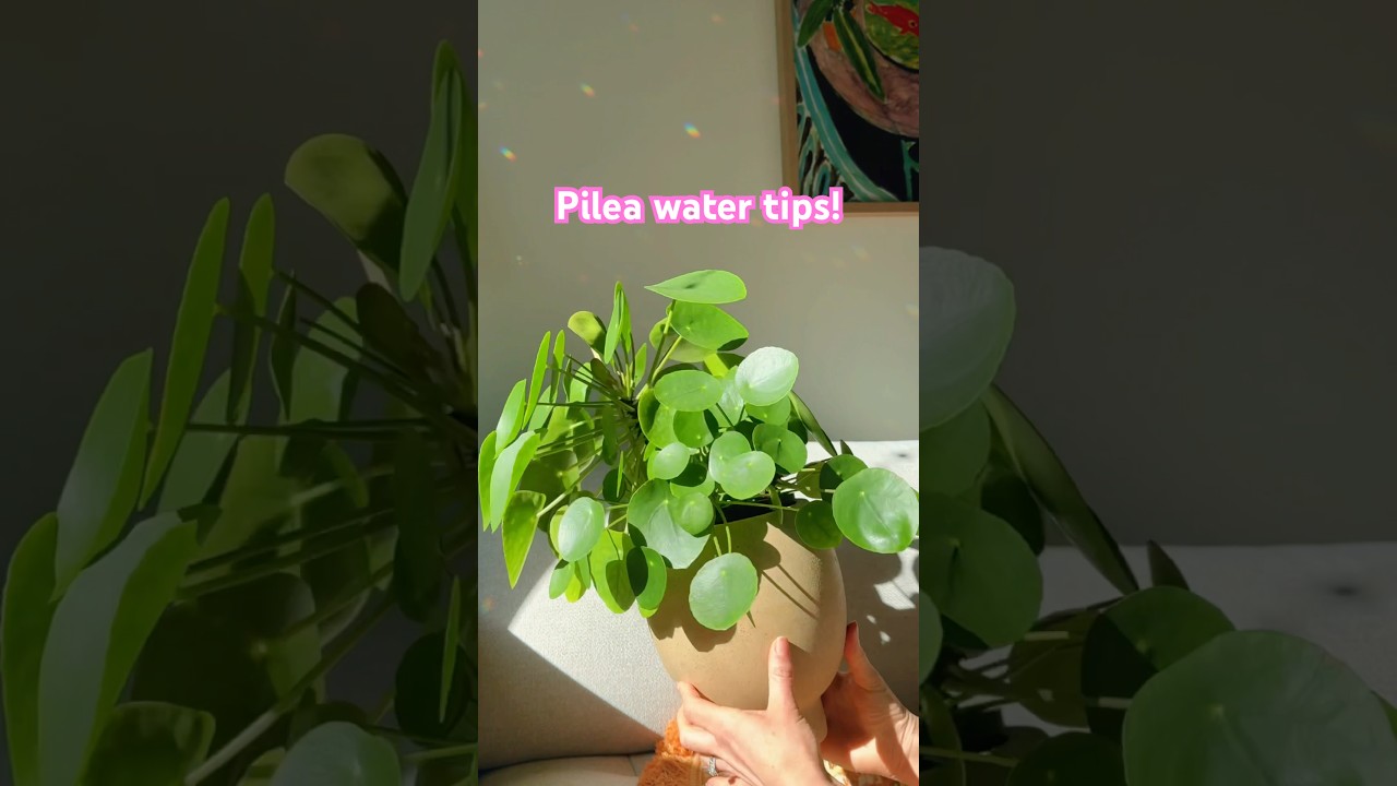 Pilea peperomiodes watering tips! Chinese Money Plant Care Hack - YouTube