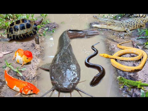 Wow! Tangkap ikan lele jumbo dalam lubang ada ikan gabus, belut, ikan hias, ikan koi, kura kura