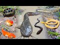 Wow Catch Jumbo Catfish In The Hole There Are Snakehead Fish Eels Ornamental Fish Koi Fish Wow Catch Jumbo Catfish In The Hole There Are Snakehead Fish Eels Ornamental Fish Koi Fish