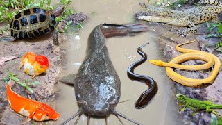 Wow! Tangkap ikan lele jumbo dalam lubang ada ikan gabus, belut, ikan hias, ikan koi, kura kura