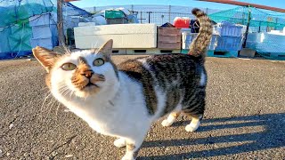漁港の野良猫たちが撫でられに集まってきた