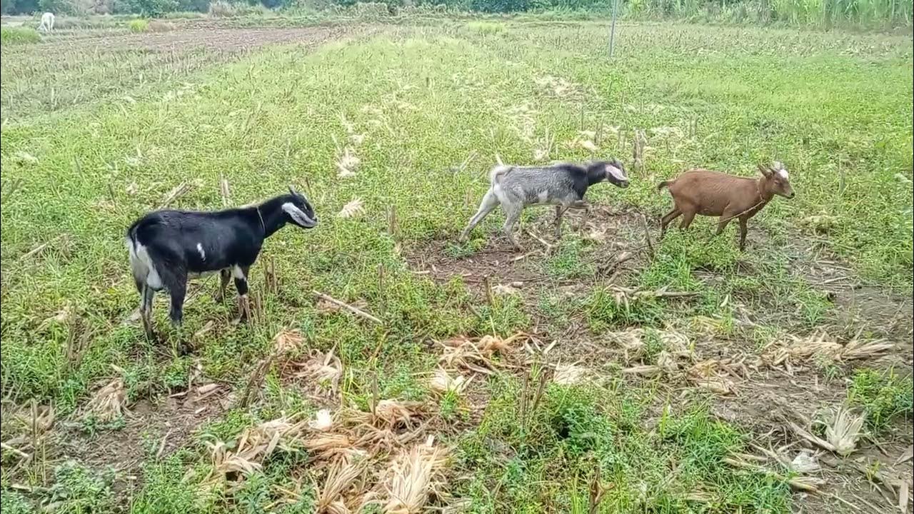 goat breeding season YouTube