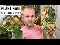 Houseplant Haul | September 2020