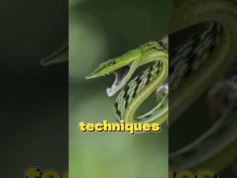 Wild animal 6
