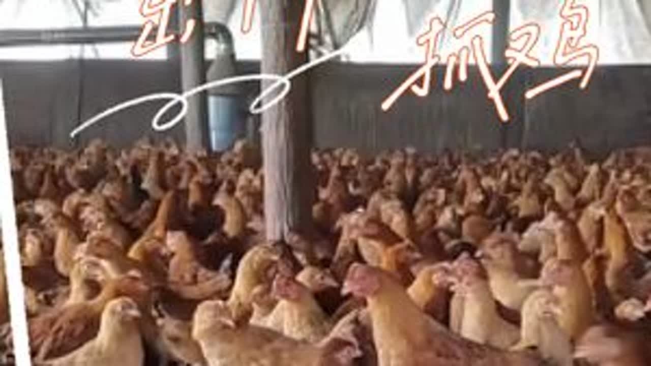 种地吧vlog day44合集，出门抓鸡，紫衣少年上线#种地吧少年 #相信土地的力量