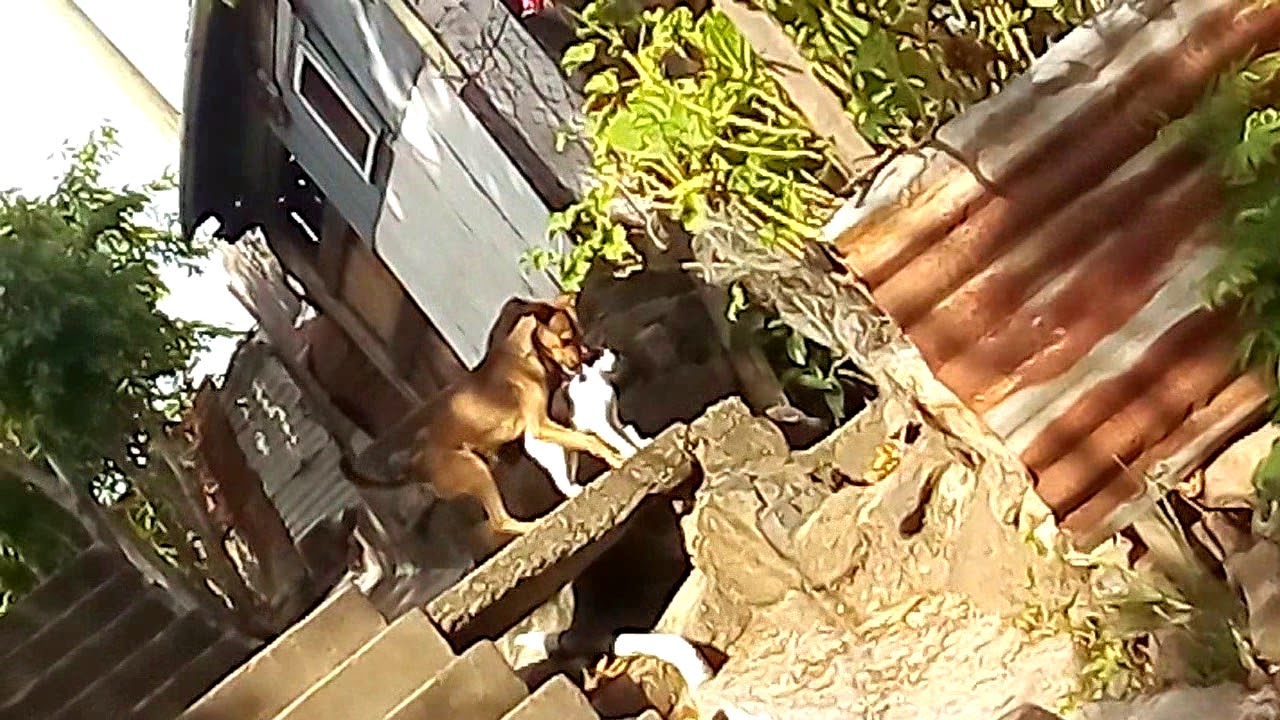 Perro se coje a gata 😂😂😂 - YouTube