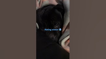 Thumbnail of Not liking the cold weather at all !! 🥶🥶🥶🥶🥶#dog #cute #funnydog #funny