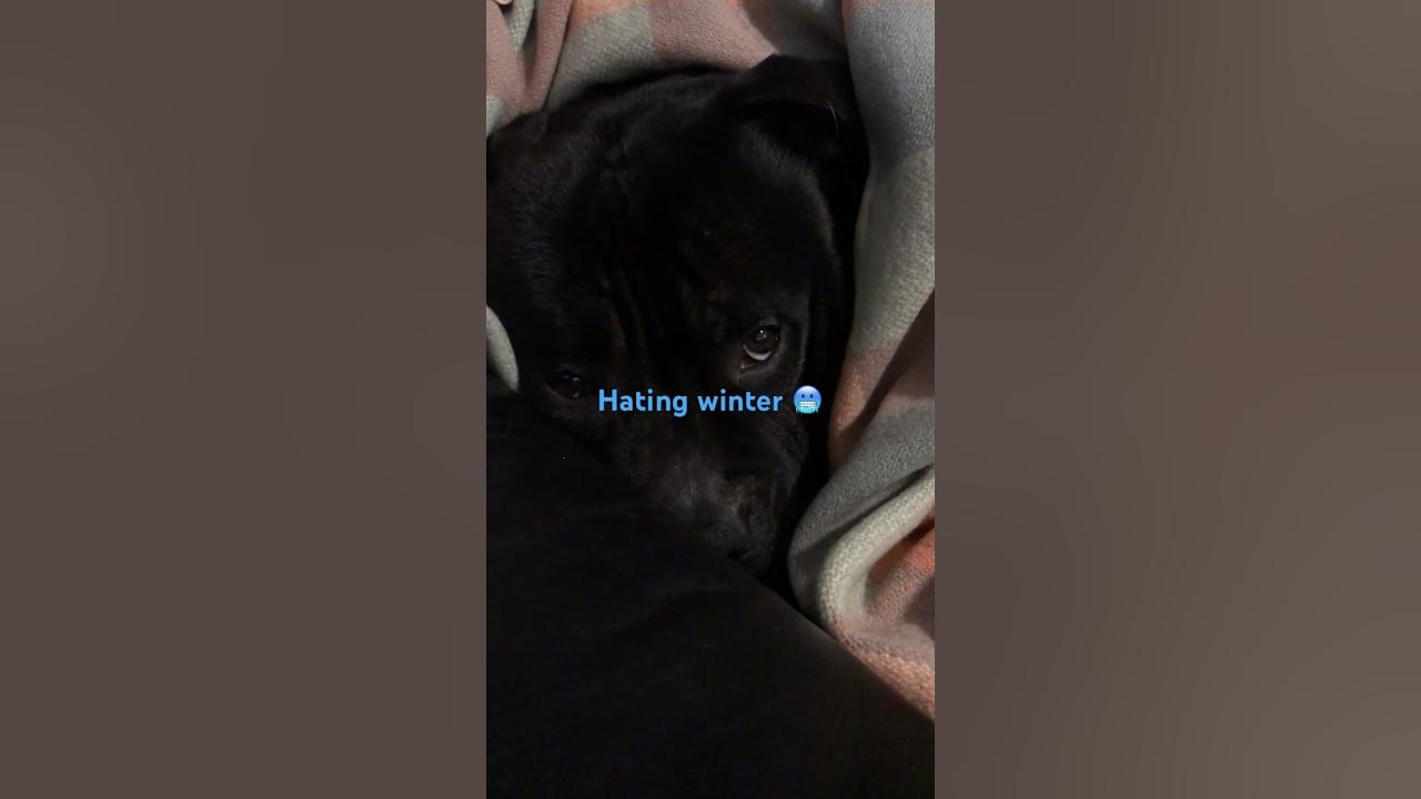 Not liking the cold weather at all !! 🥶🥶🥶🥶🥶#dog #cute #funnydog #funny