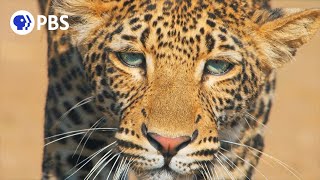 Young Leopard Learns How to Successfully Hunt