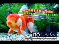 【伊藤養魚場入荷情報】2018年9月15日 日本金魚市場等より入荷しました!!