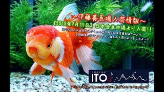 【伊藤養魚場入荷情報】2018年9月15日 日本金魚市場等より入荷しました!!