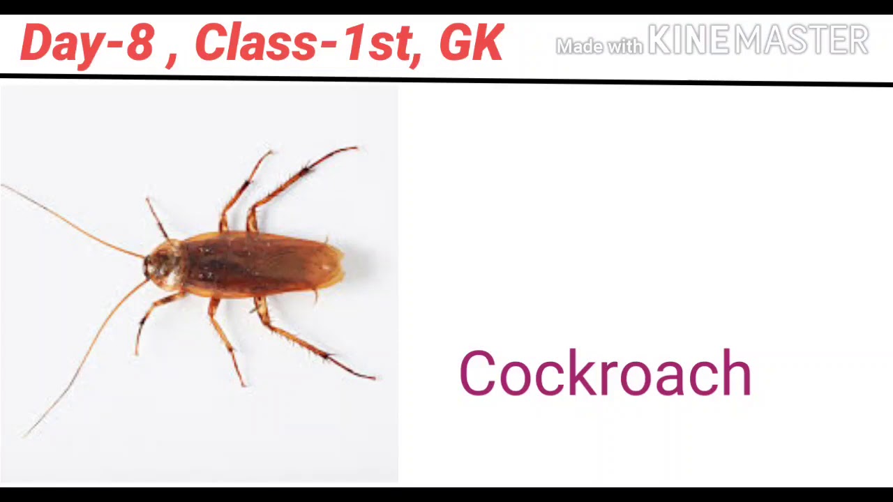 TINY INSECTS GK DAY 8 CLASS 1 YouTube