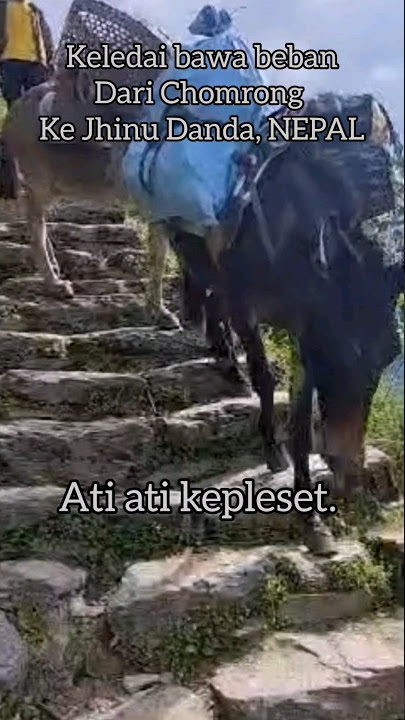 FUN FACT:#KELEDAI KUAT BAWA BEBAN BERAT💪#donkey #funnyanimals #animalslover #nepal #stronganimals