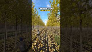 Даже "юный агроном" знает: эта Липа Паллида - топ! ✨🌳