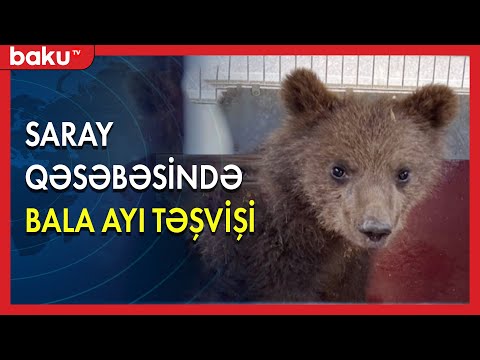 Saray qəsəbəsində bala ayı təşvişi yaşandı - BAKU TV