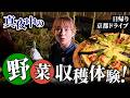 【新感覚】京都の夜に野菜収穫体験！採れたて野菜でピザ作り！