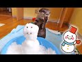 【初めての雪だるまと雪遊び】カワウソビンゴとベル/First snow for otter Bingo&Belle