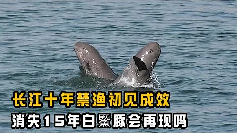 長江十年禁漁初見成效，江豚頻繁群游，消失15年白鱀豚會再現嗎？ - 天天要聞