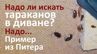 Живут ли тараканы в диванах? Ответ из Питера...