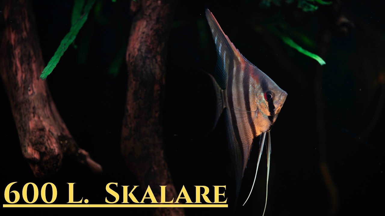 600 Liter Skalar Aquarium – Cinematic Biotop