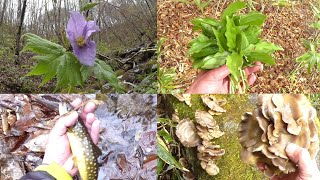 渓流釣りと山菜採り  花とキノコの山日記