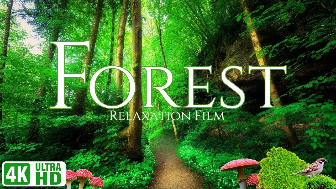 Forest in 4K | Scenic Relaxation Film | Peaceful Nature | Calming Music ...