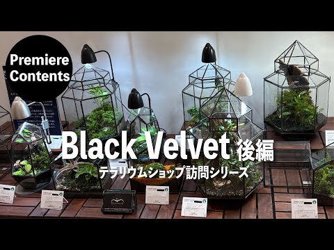 Terrarium Shop Visit Series｜Black Velvet Part.2