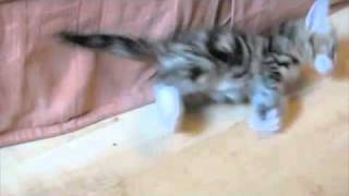 Kitten Fail