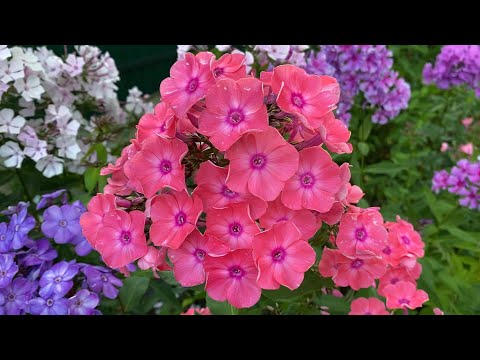 Video: Phlox Larisa: sordikirjeldus, viljelusomadused ja fotod