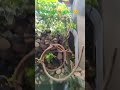 terrarium in a screen cage for chameleon.  #reptiles #chameleon #diy #terrarium