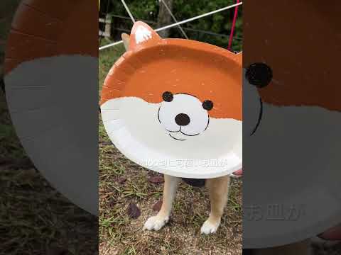 🐕柴ちゃん皿可愛い❤️インドア犬キャンプに連れていかれる🏕️迷惑気な表情✨#shorts #shibainu #dog #癒し #柴犬 #豆柴 #ショート #犬 #キャンプ #chums